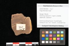 Foto (Objekt + Etikett) von Fagus feroniae Unger (NHMW-GEO-2024-0188-0987)